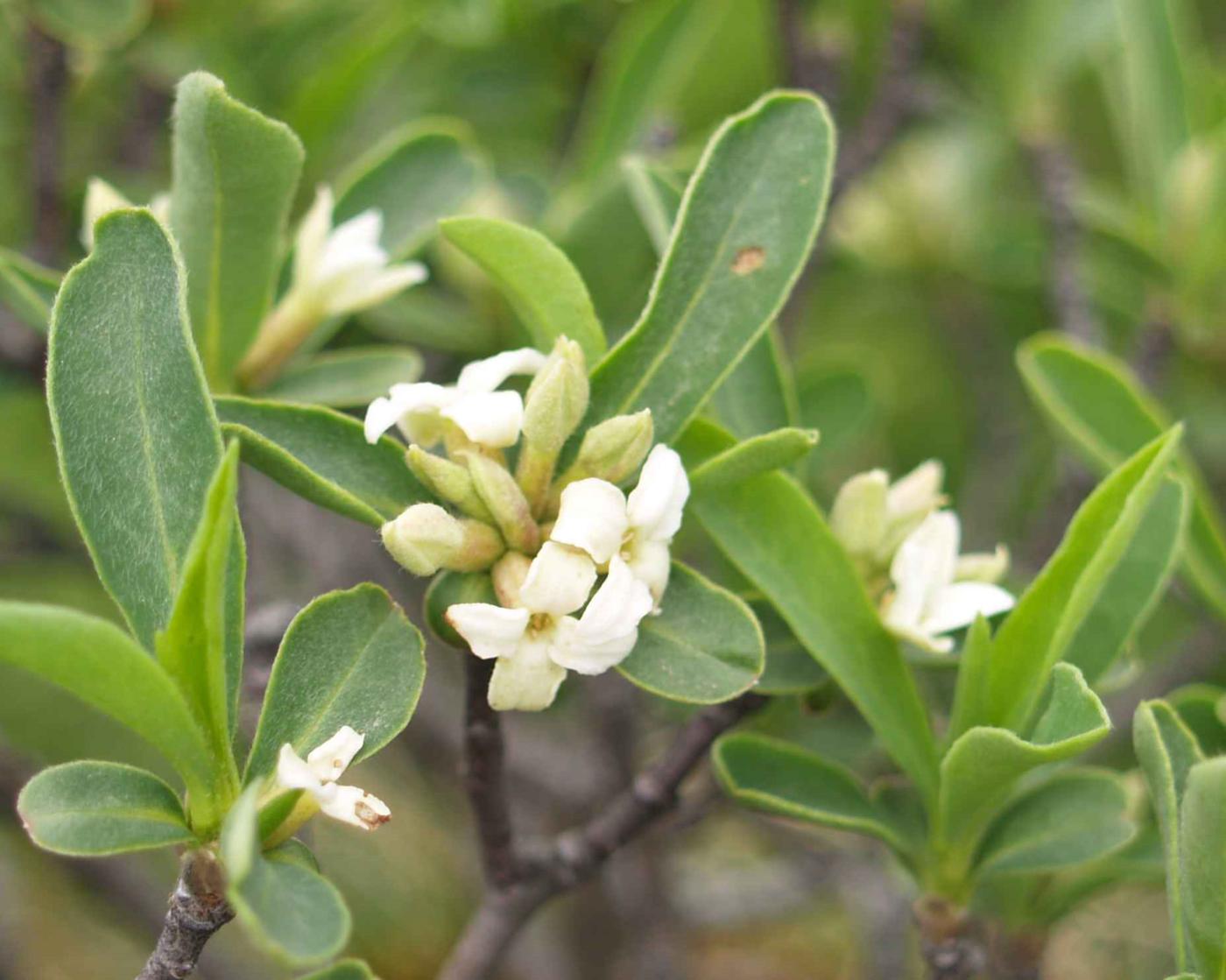 Mezereon, Alpine flower